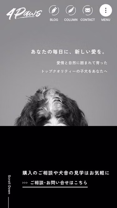 Screenshot of 4paws.jp