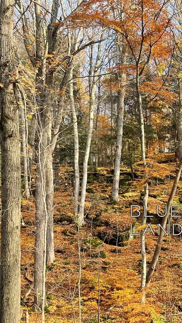 Screenshot of blueoak.ca