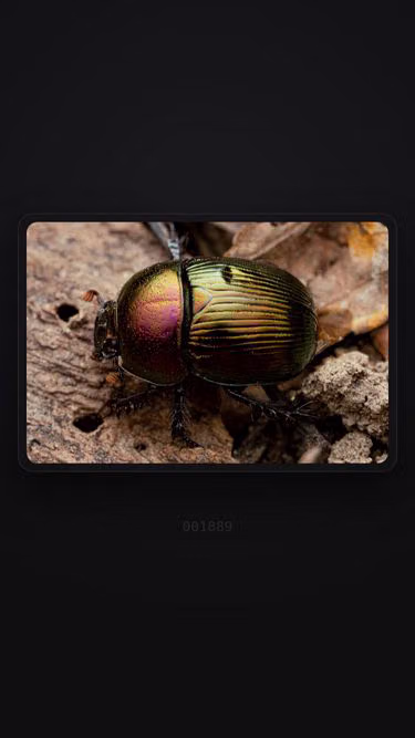 Screenshot of bugs.biz