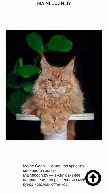Screenshot of mainecoon.by