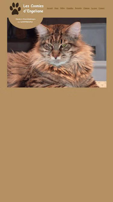 Screenshot of mainecoon.lu