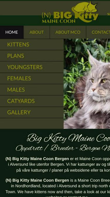 Screenshot of mainecoon.no