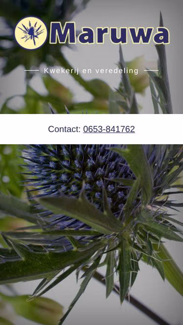 Screenshot of maruwa.nl