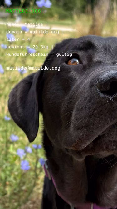 Screenshot of matilde.dog