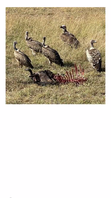 Screenshot of vulture.ooo